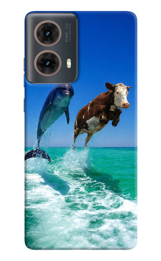 Dolphin vs Cow Motorola G85 Hard Case Back Cover by Casekaro